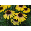 Jeżówka 'Rainbow Yellow' Echinacea