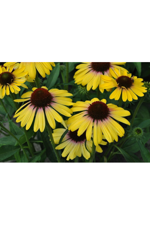 Jeżówka 'Rainbow Yellow' Echinacea
