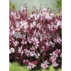 Gaura 'Passionate Blush' | Gaura