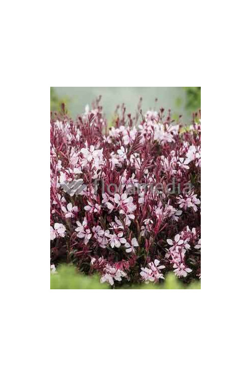Gaura 'Passionate Blush' | Gaura