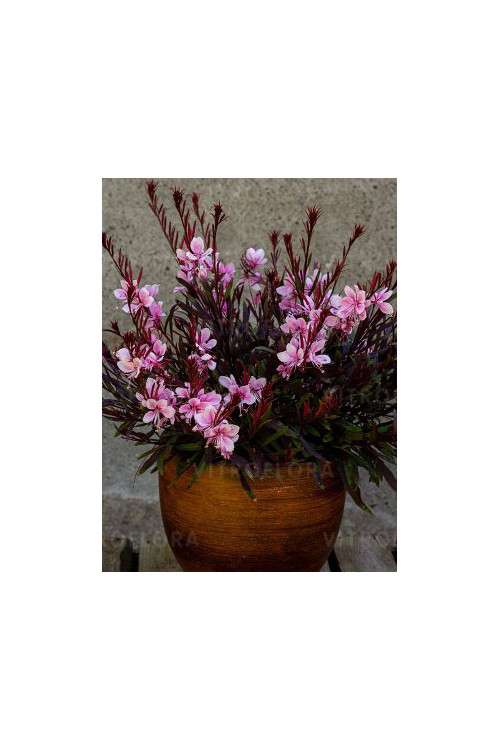 Gaura 'Passionate Blush' | Gaura
