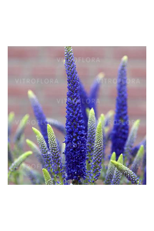 Przetacznik długolistny 'First Glory' | Veronica longifolia