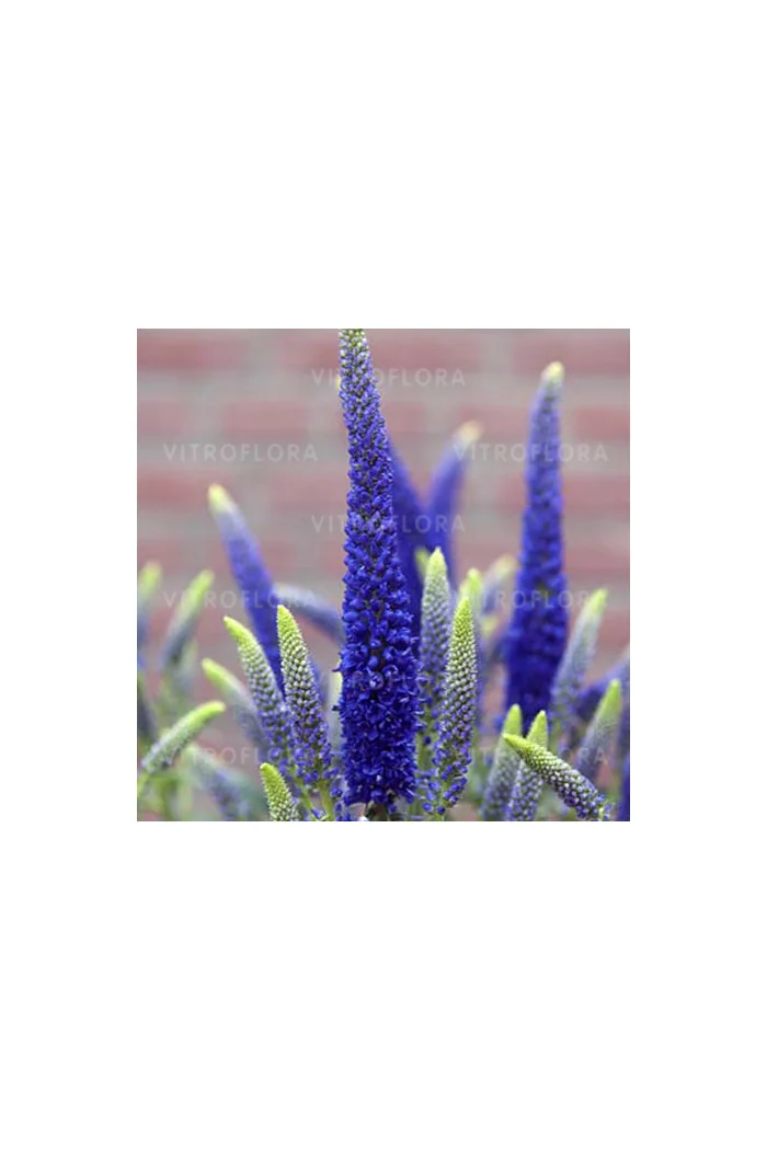 Przetacznik długolistny 'First Glory' | Veronica longifolia