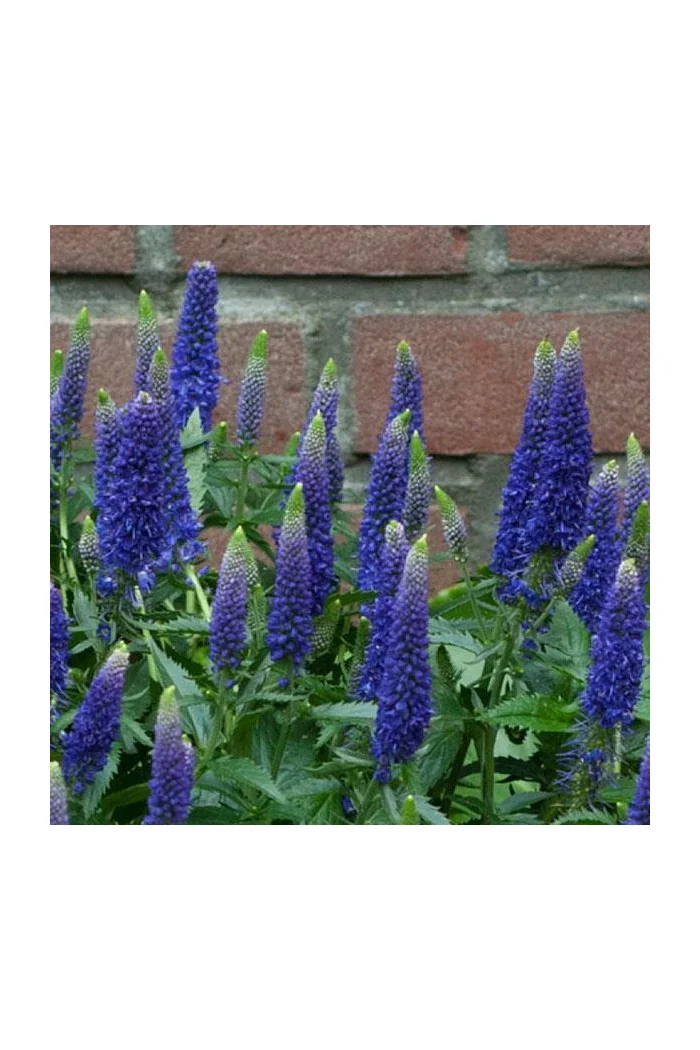 Przetacznik długolistny 'First Glory' | Veronica longifolia