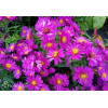 Aster krzaczasty 'Jenny' | Aster dumosus