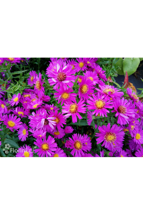 Aster krzaczasty 'Jenny' | Aster dumosus
