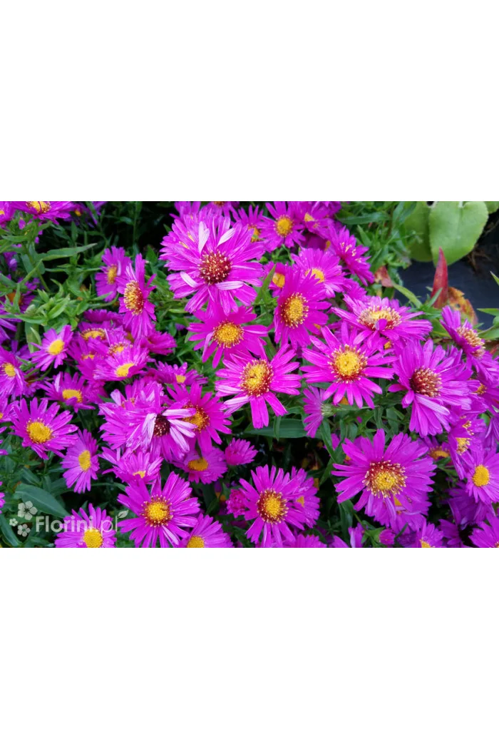 Aster krzaczasty 'Jenny' | Aster dumosus