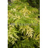Bez czarny 'Golden Tower' Sambucus nigra
