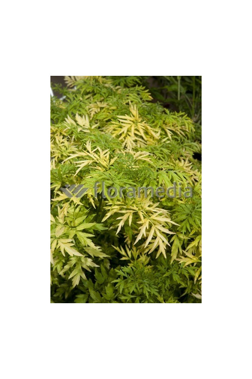Bez czarny 'Golden Tower' Sambucus nigra