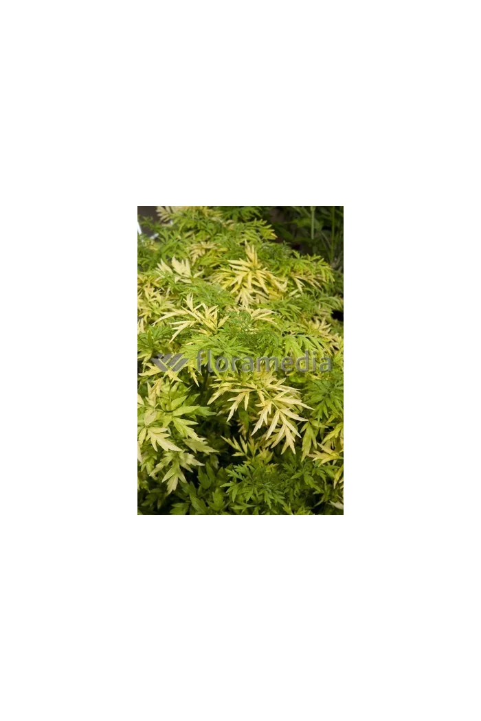 Bez czarny 'Golden Tower' Sambucus nigra