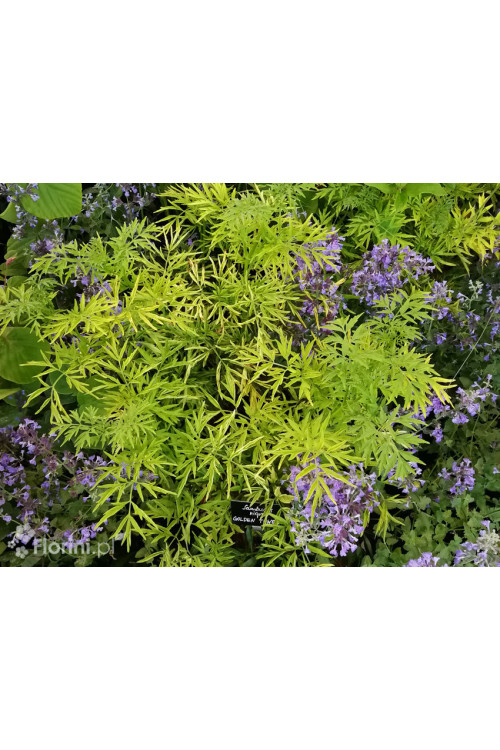 Bez czarny 'Golden Tower' Sambucus nigra