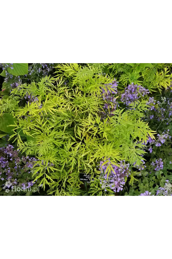 Bez czarny 'Golden Tower' Sambucus nigra