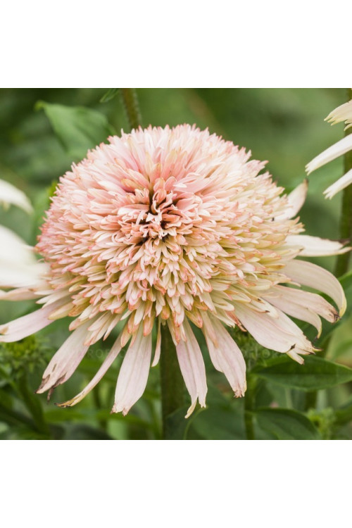 Jeżówka 'Cherry Fluff' Echinacea