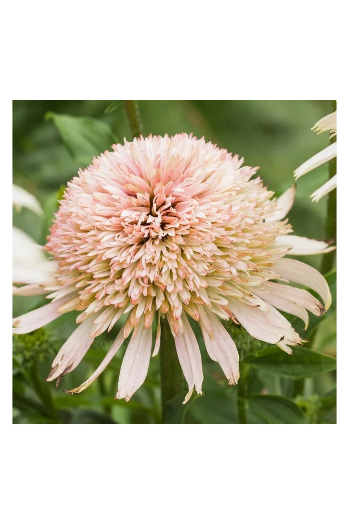 Jeżówka 'Cherry Fluff' Echinacea