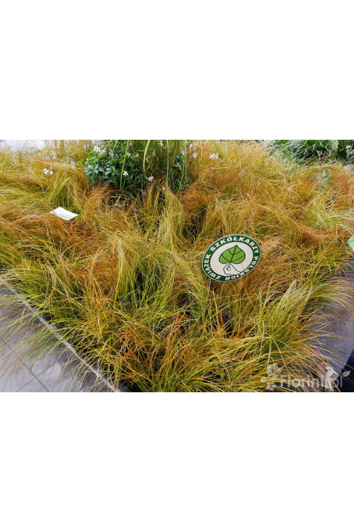 turzyca, turzyca ceglasta, carex, turzyca Praire Fire