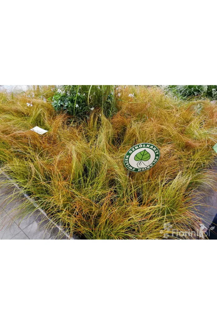 turzyca, turzyca ceglasta, carex, turzyca Praire Fire