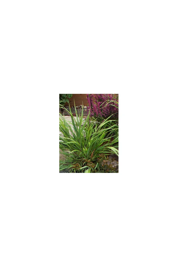 Hakonechloa | Hakonechloa macra