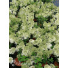 Hortensja bukietowa 'Bobo' |Hydrangea paniculata