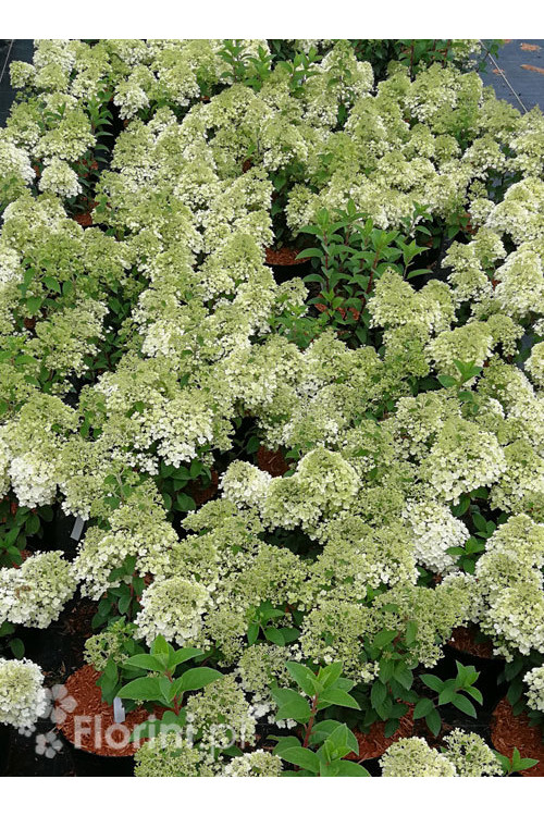 Hortensja bukietowa 'Bobo' |Hydrangea paniculata