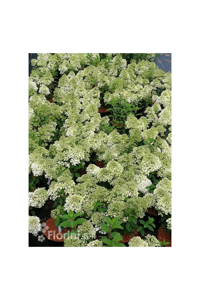 Hortensja bukietowa 'Bobo' |Hydrangea paniculata