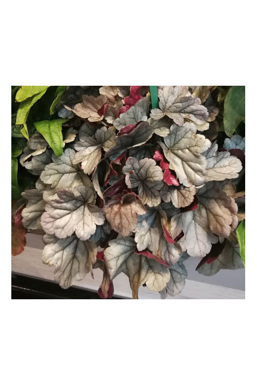 Żurawka Silver Gumdrop', heuchera