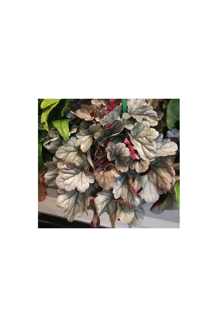 Żurawka Silver Gumdrop', heuchera