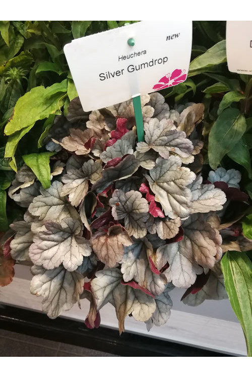 Żurawka Silver Gumdrop', heuchera