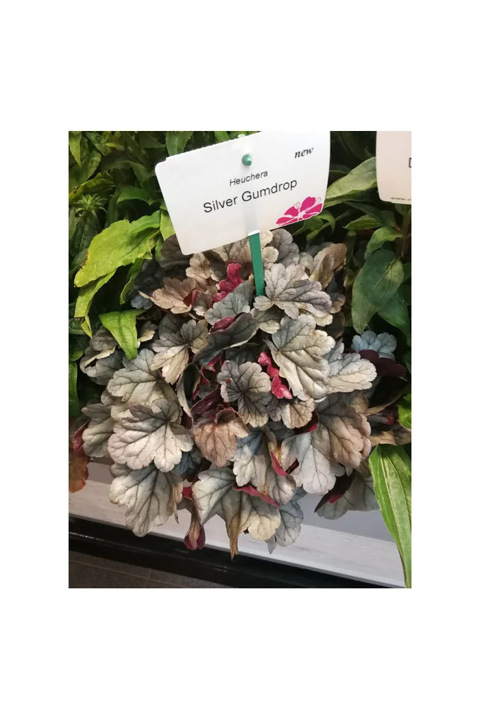 Żurawka Silver Gumdrop', heuchera