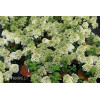Hortensja bukietowa 'Bobo' |Hydrangea paniculata