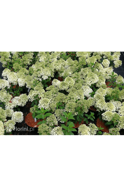 Hortensja bukietowa 'Bobo' |Hydrangea paniculata