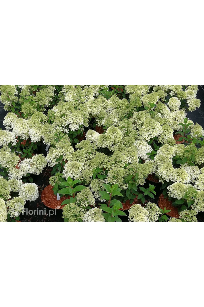 Hortensja bukietowa 'Bobo' |Hydrangea paniculata
