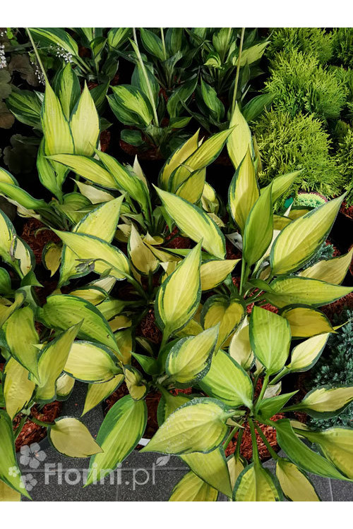 Funkia 'Orange Marmalade' | Hosta