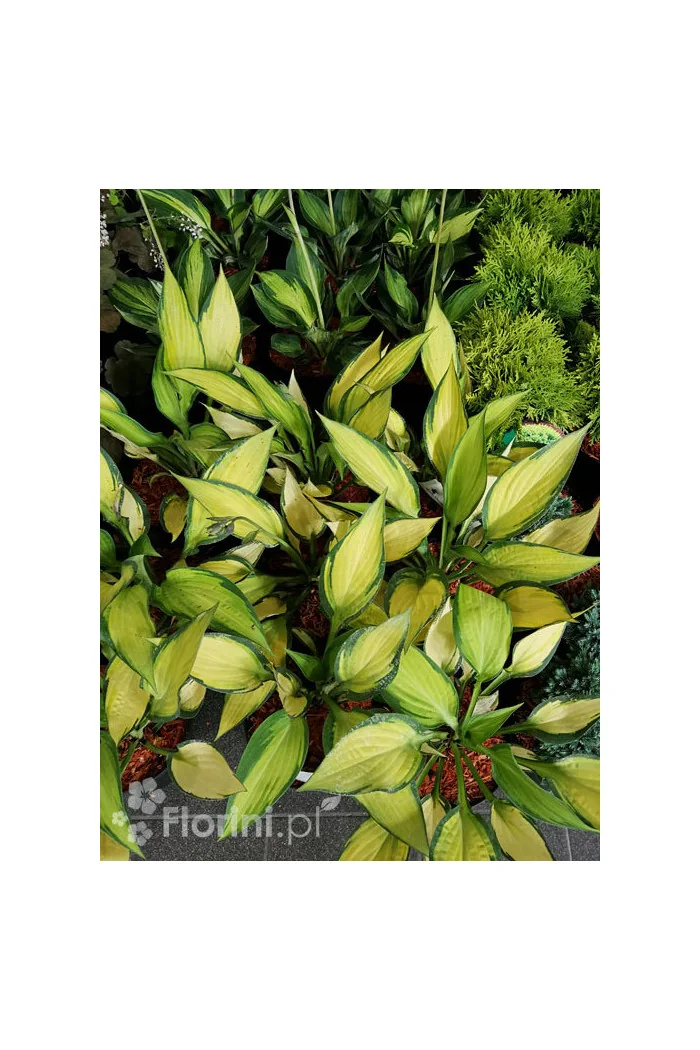 Funkia 'Orange Marmalade' | Hosta