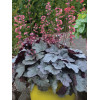 Żurawka Silver Gumdrop', heuchera