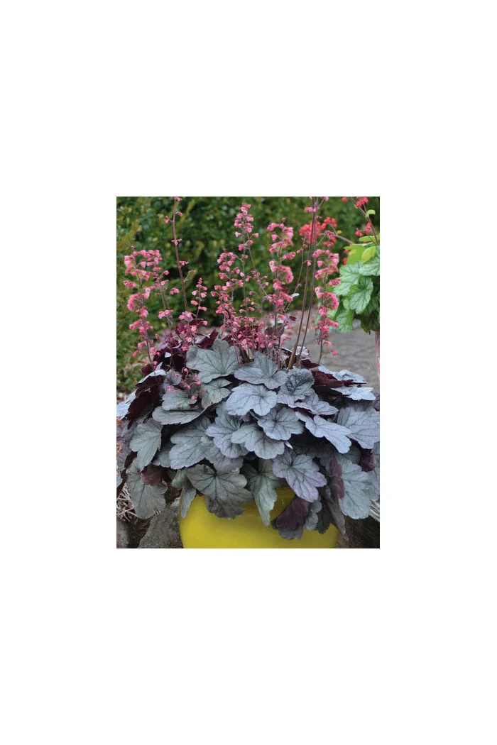 Żurawka Silver Gumdrop', heuchera