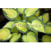 Funkia 'Orange Marmalade' | Hosta