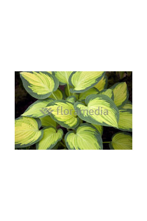 Funkia 'Orange Marmalade' | Hosta