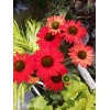 Jeżówka 'Kismet Red' Echinacea