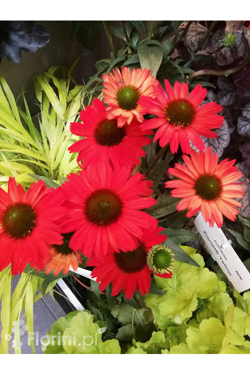 Jeżówka 'Kismet Red' Echinacea