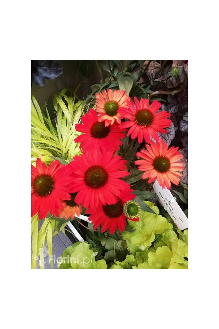 Jeżówka 'Kismet Red' Echinacea