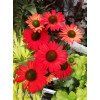 Jeżówka 'Kismet Red' Echinacea