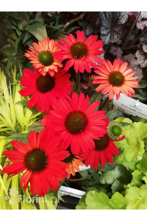 Jeżówka 'Kismet Red' Echinacea