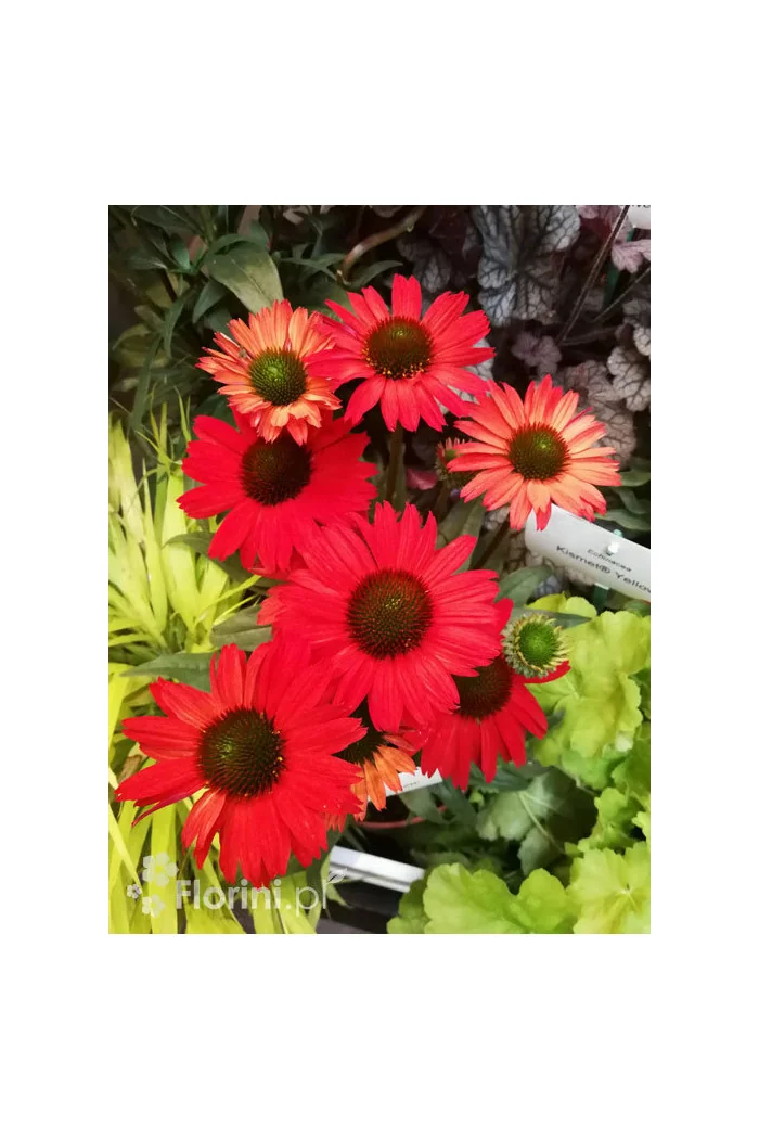 Jeżówka 'Kismet Red' Echinacea