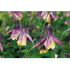 Orlik 'Calimero' Aquilegia buergeriana