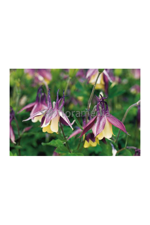 Orlik 'Calimero' Aquilegia buergeriana