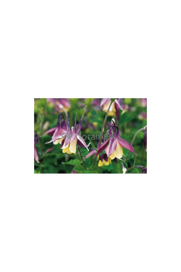 Orlik 'Calimero' Aquilegia buergeriana