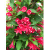 Krzewuszka cudowna 'Red Prince' | Weigela florida
