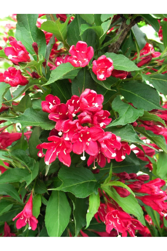 Krzewuszka cudowna 'Red Prince' | Weigela florida