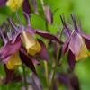Orlik 'Calimero' Aquilegia buergeriana