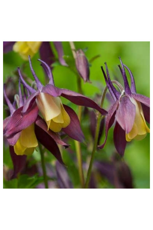 Orlik 'Calimero' Aquilegia buergeriana